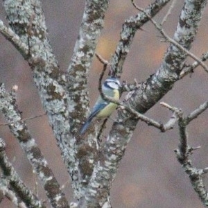 Eurasian Blue Tit
