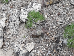 Eriogonum villiflorum