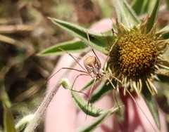 Metaphalangium