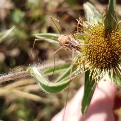 Metaphalangium