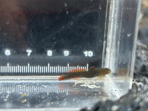 Kelloggella cardinalis observed 2026-10-02