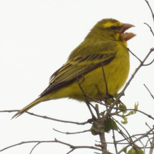 iNaturalist image