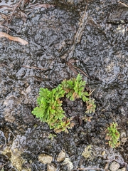 Selaginella tamariscina