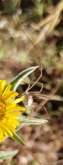 Metaphalangium