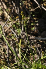 Carex canescens