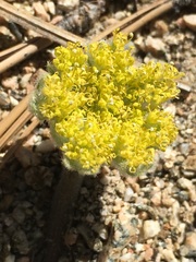 Oreonana vestita