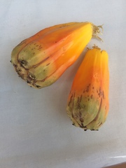 Pandanus