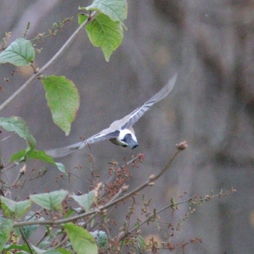 Eurasian Bullfinch