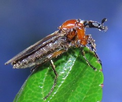 Dilophus strigilatus