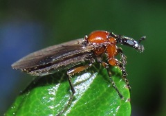 Dilophus strigilatus