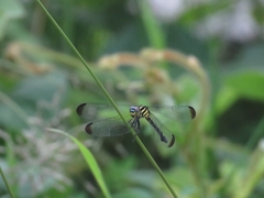 Hylaeothemis apicalis