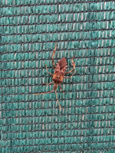 Western Conifer Seed Bug