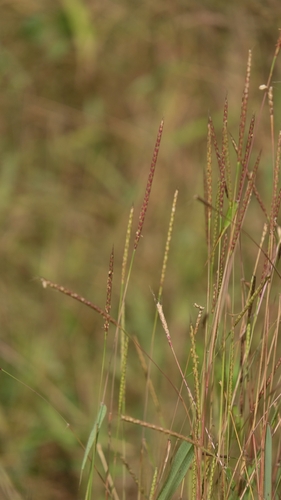 Ischaemum rugosum observed 2026-10-02