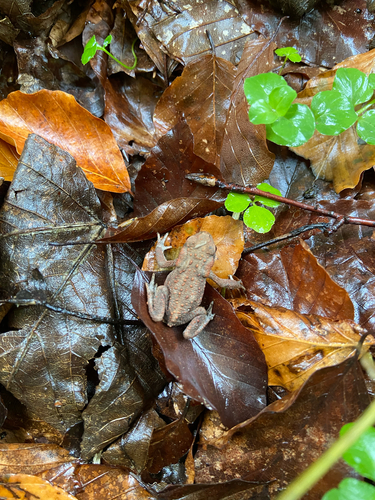 European Toad