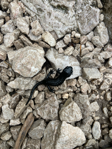 Alpine Salamander