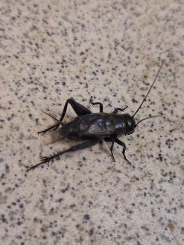Fall Field Cricket