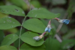 Lathyrus nevadensis