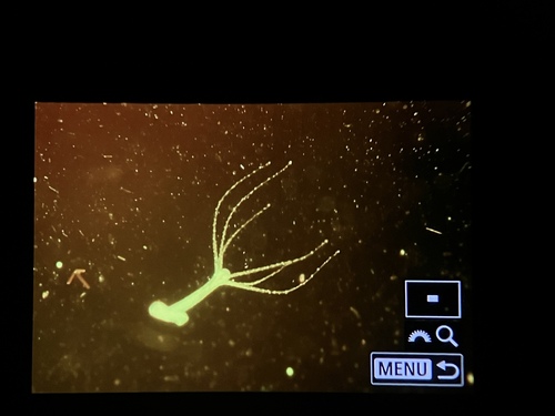 Hydra observed 2026-10-02