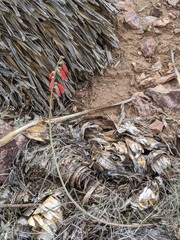 Penstemon lanceolatus