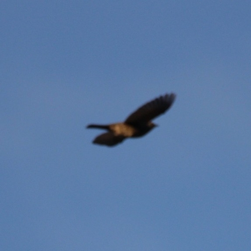 Fieldfare