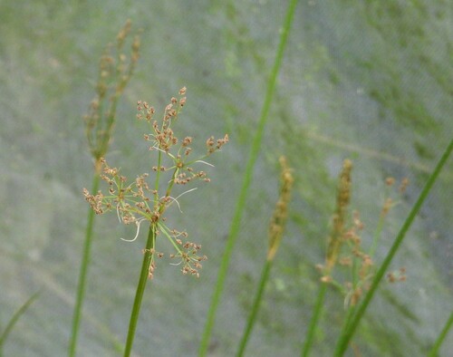Fimbristylis littoralis observed 2026-10-02