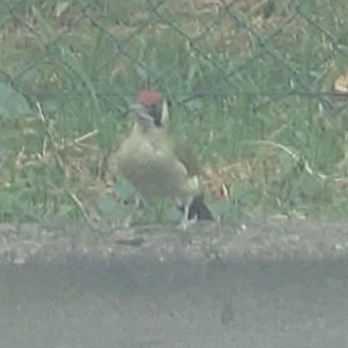 Eurasian Green Woodpecker