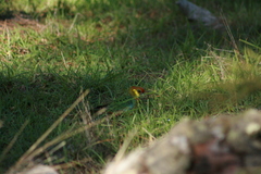 Platycercus icterotis