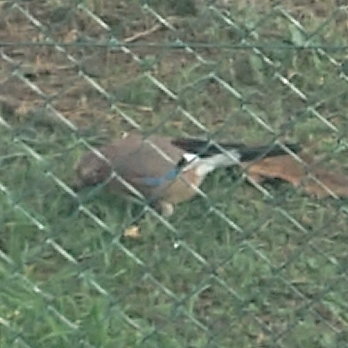 Eurasian Jay