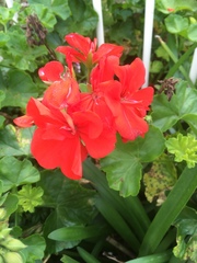 Pelargonium × hybridum