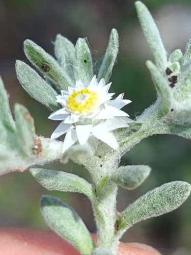 Helichrysum cerastioides, 2026-10-01