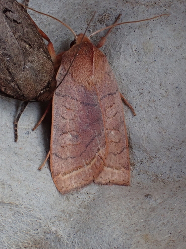 Pointed Sallow photo 3