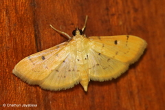 Herpetogramma basalis