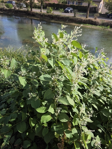 Japanese knotweed