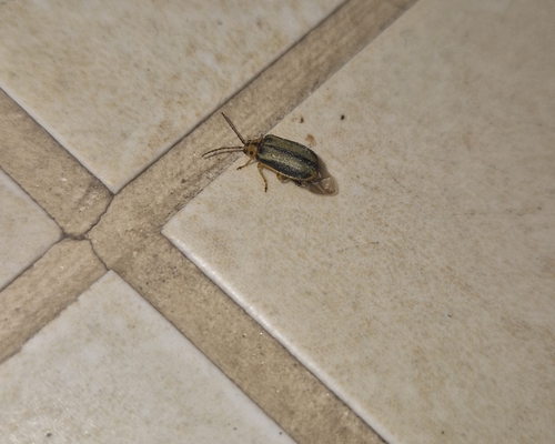 Elm Leaf Beetle