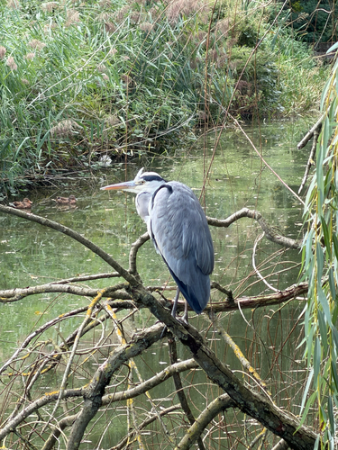 Grey Heron