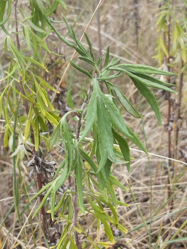 Chinese Mugwort
