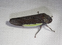 Hamana gelbata