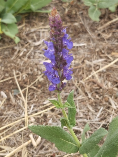 Purple Wood Sage