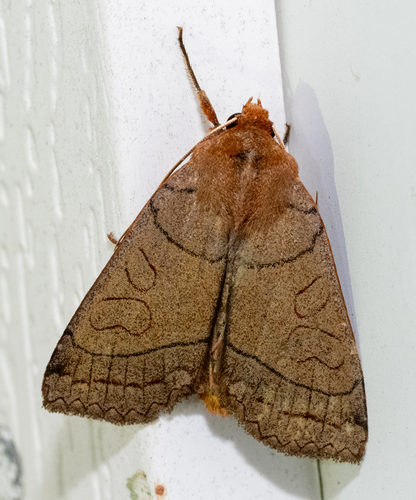 Unsated Sallow