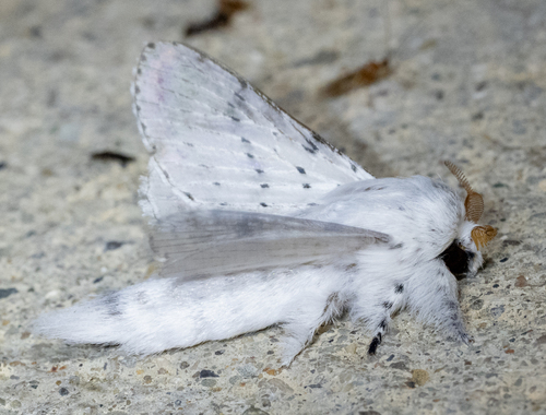 Dot-lined White