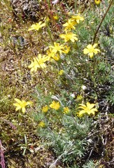 Nestotus stenophyllus