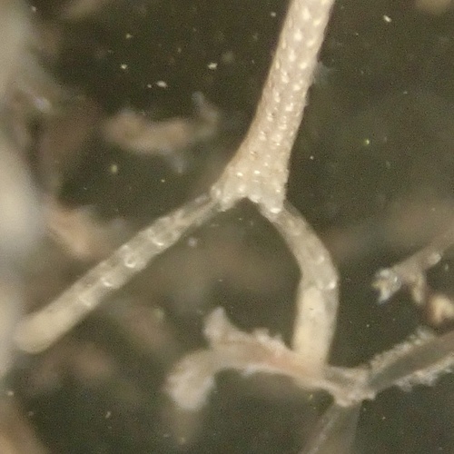 Thalamoporella observed 2026-10-01