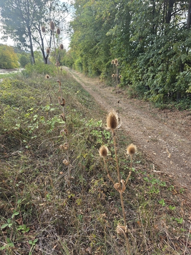 wild teasel
