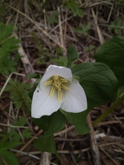 Trillium camschatcense