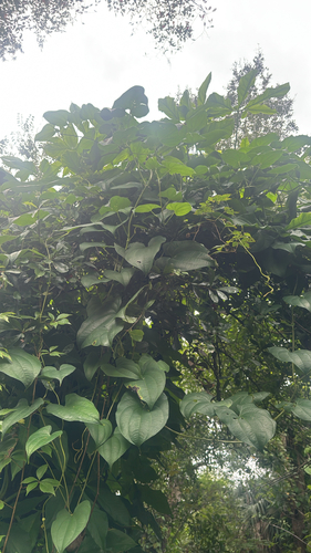 Dioscorea alata observed 2026-10-01