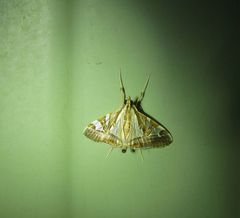 Agrioglypta itysalis