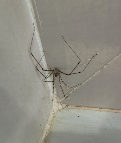 Giant Cellar Spider
