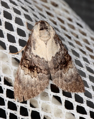 Acatapaustus leucospila