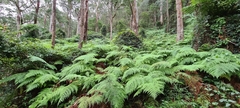 Calochlaena dubia