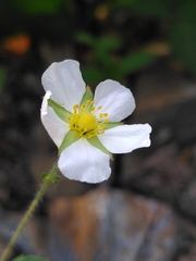 Drymocallis rupestris